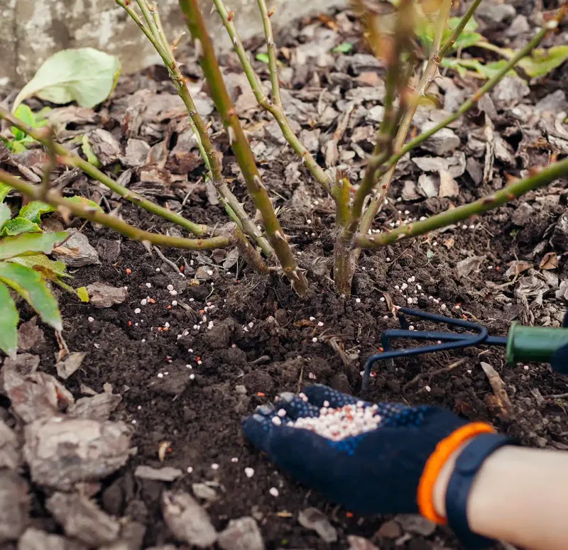Roses Benefit From A Spring Feeding Before Active Growth Peaks