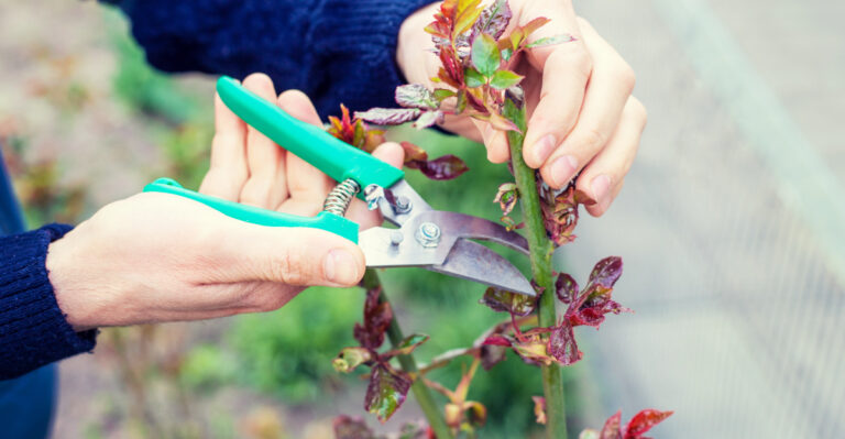 pruning plant (featured image)