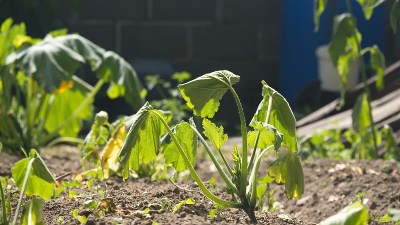 Leaves Start Wilting During The Hottest Part Of The Day