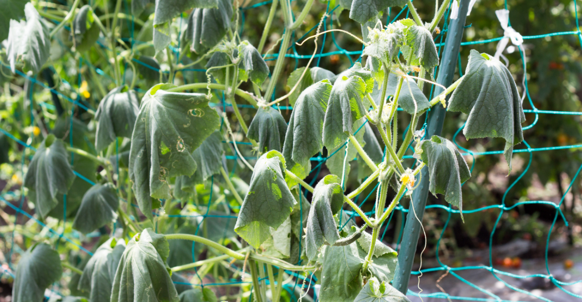 8 Signs Arizona Plants Need More Water In April