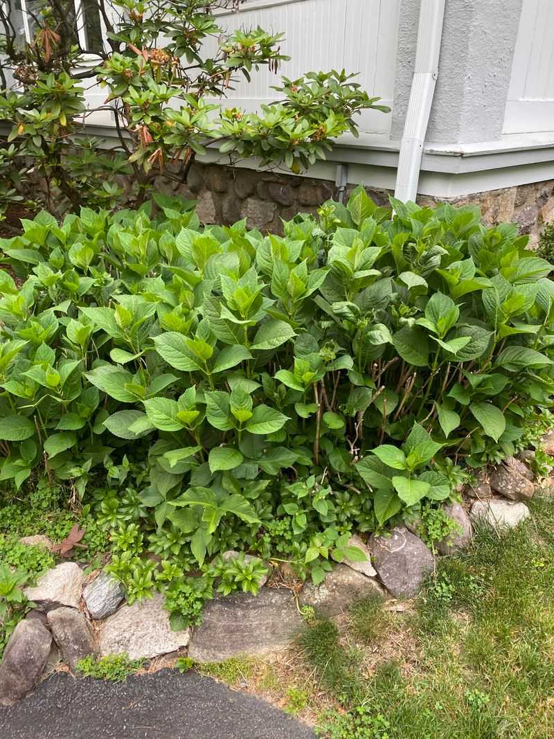 Lots Of Leaves But Fewer Flowers