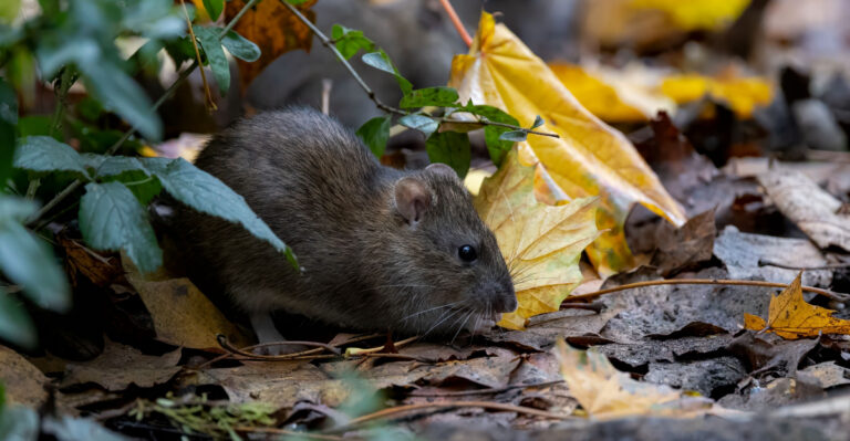 8 Signs Rats May Be Hiding In Your Florida Garden