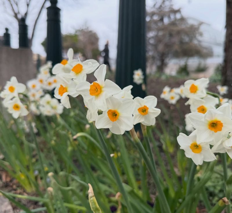 Fewer Flowers On Spring-Blooming Shrubs