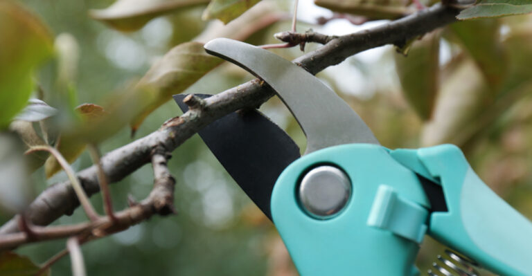 8 Signs You Might Be Over-Pruning Your Plants In Michigan