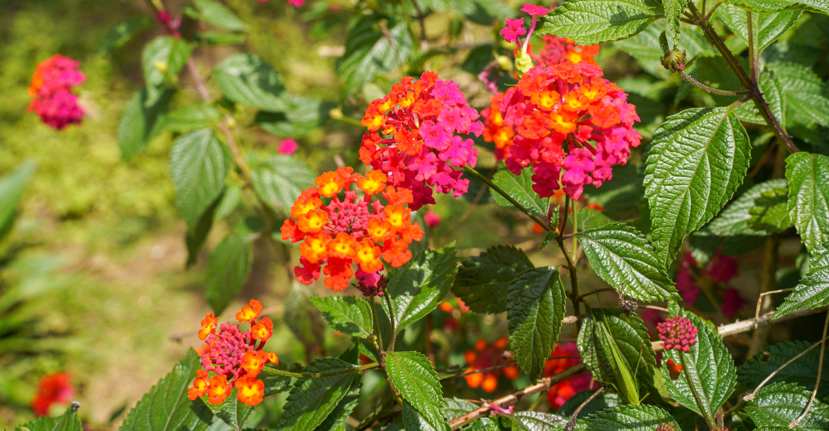 lantana (featured image)