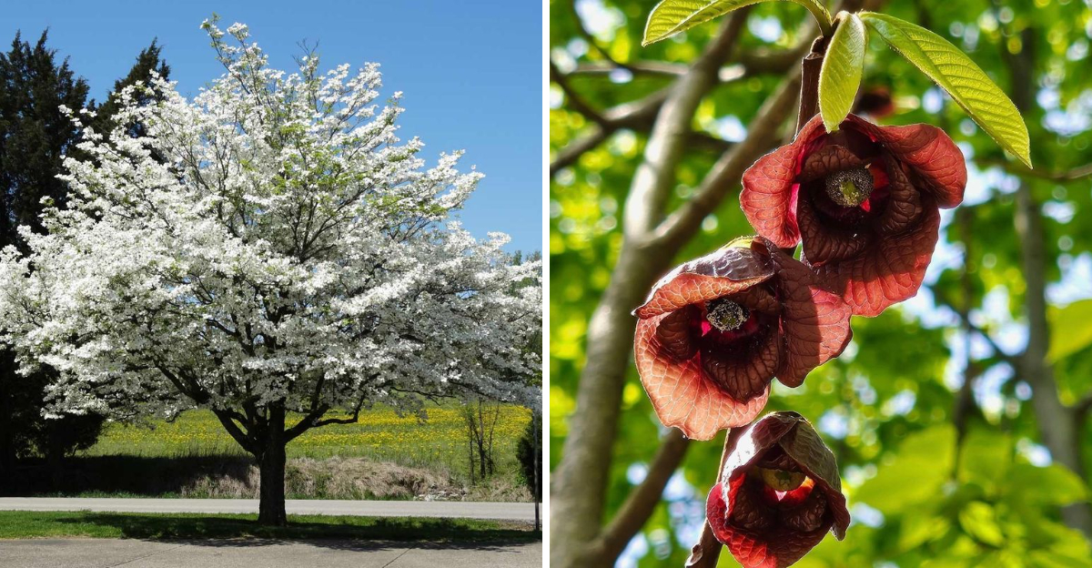 Flowering Dogwood and Pawpaw