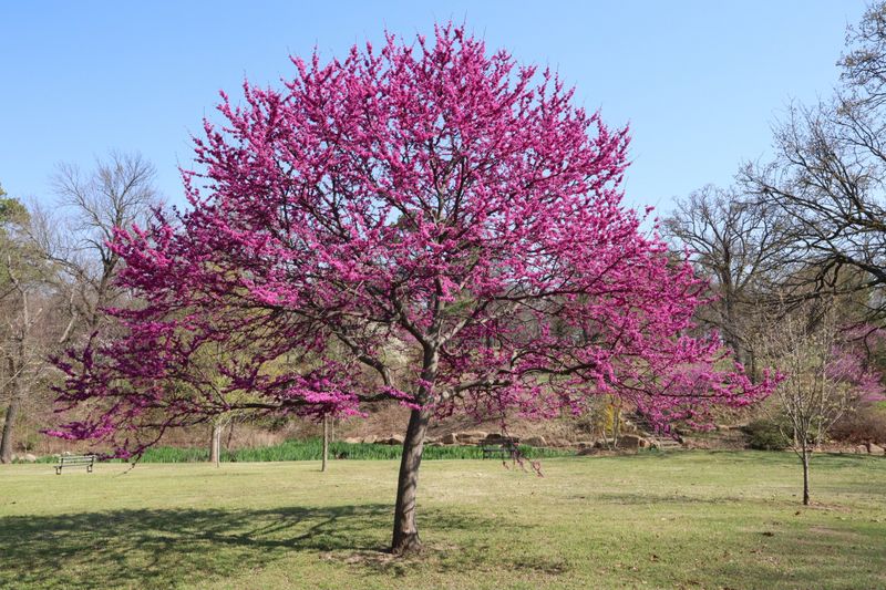 Texas Redbud 