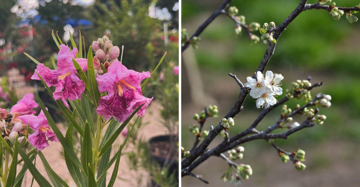 desert willow and mexican plum