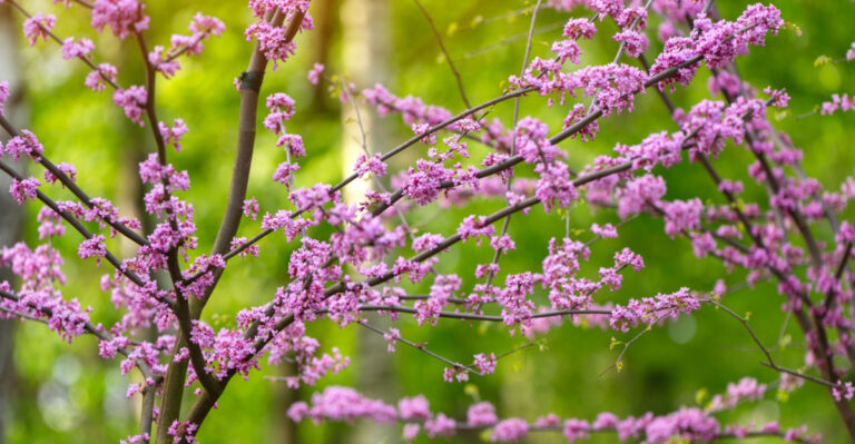 8 Small Ornamental Trees To Plant In April In Georgia