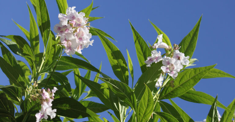 tree (featured image)