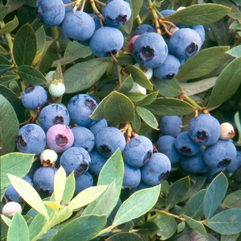 Choose A Low Chill Blueberry Variety Suitable For Warm Climates