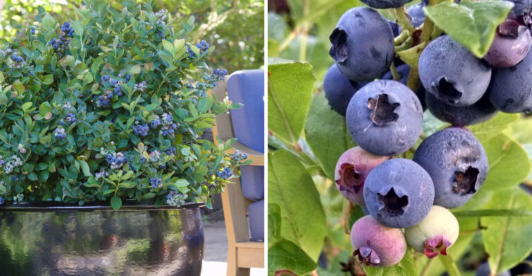 8 Smart Steps For Growing Healthy Blueberries In Containers In Arizona