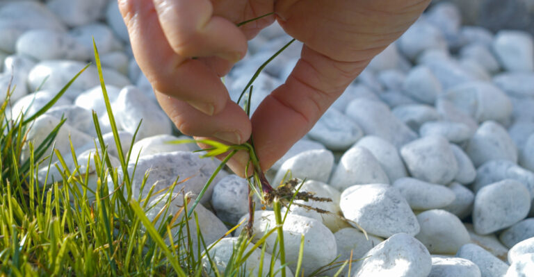 8 Smart Tricks Texas Gardeners Should Use To Prevent Weeds In Gravel