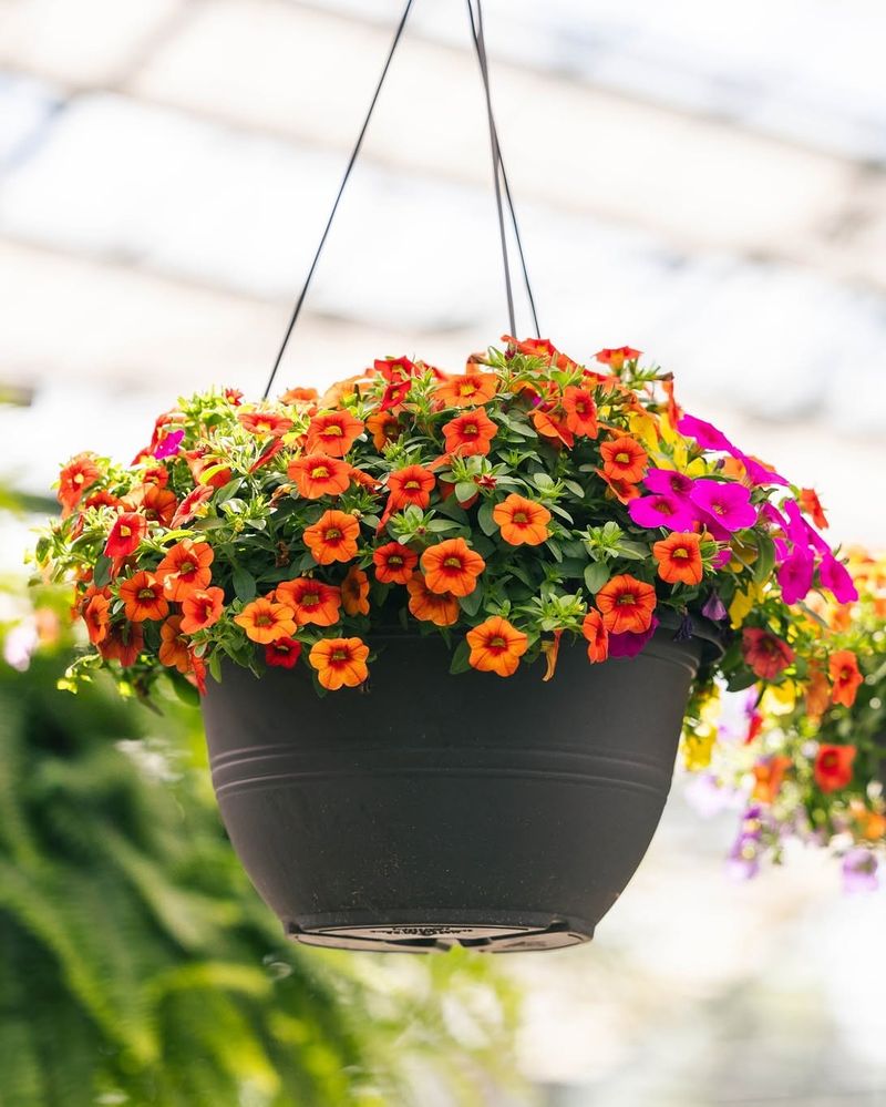 Calibrachoa That Blooms Nonstop