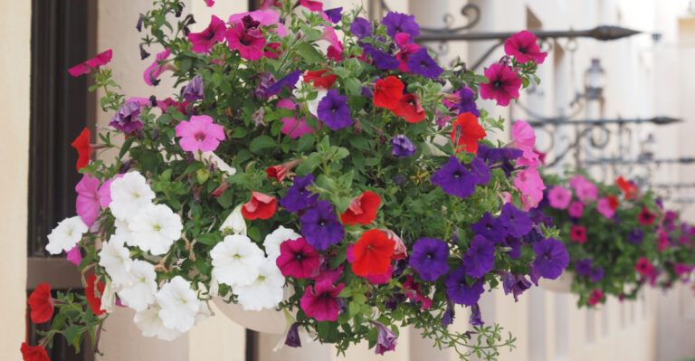 petunia hanging basket