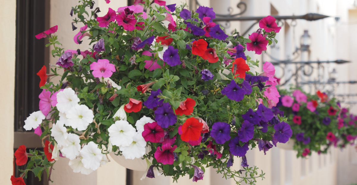 petunia hanging basket