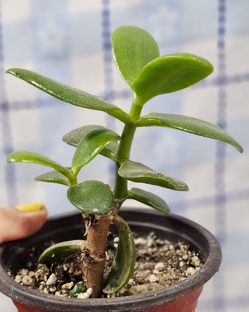 Jade Plant Roots Easily From Thick Stem Cuttings