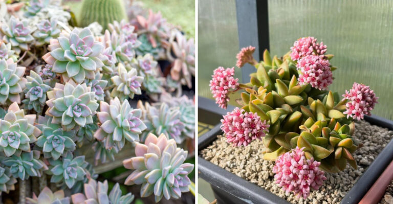 8 Succulents That Root Quickly From Cuttings In Arizona Yards