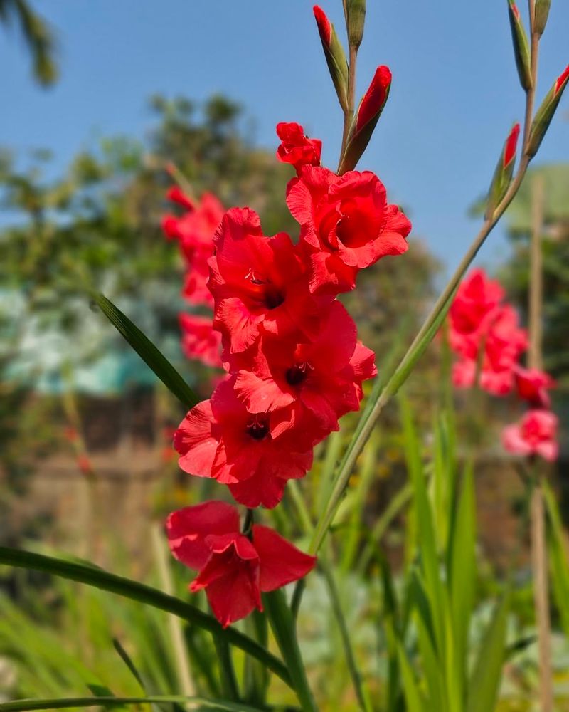 Gladiolus Produces Strong Summer Blooms When Planted In Spring