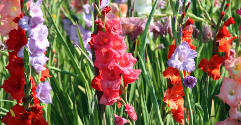 flowers (featured image)