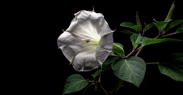 8 Texas Plants That Attract Night Pollinators To Your Garden