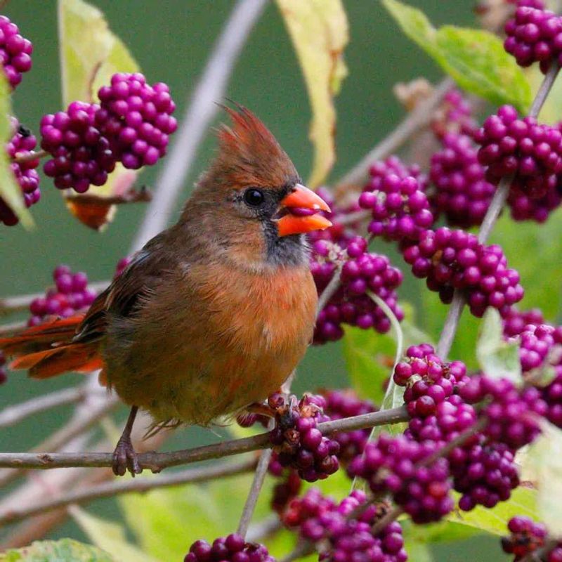 American Beautyberry Produces Bright Berries Birds Love