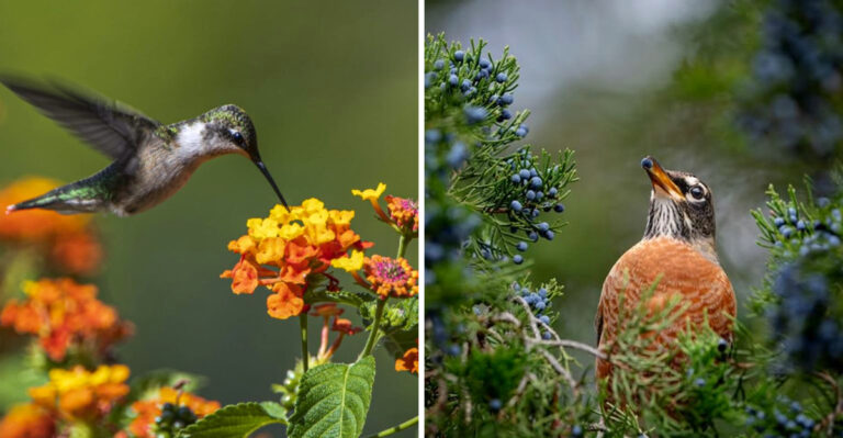 8 Texas Plants That Attract Songbirds To Your Yard