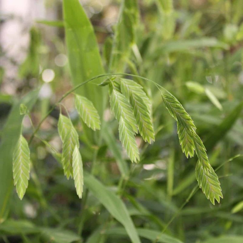 Inland Sea Oats 