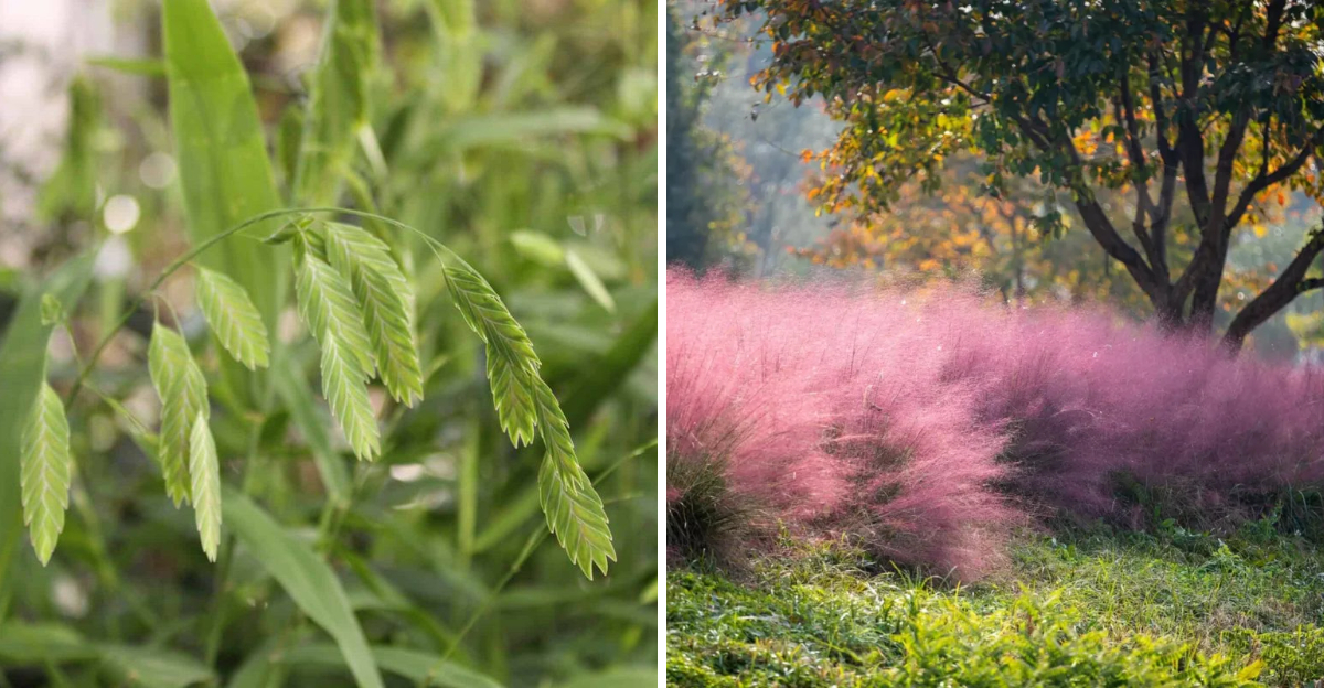 inland sea oats and gulf muhly