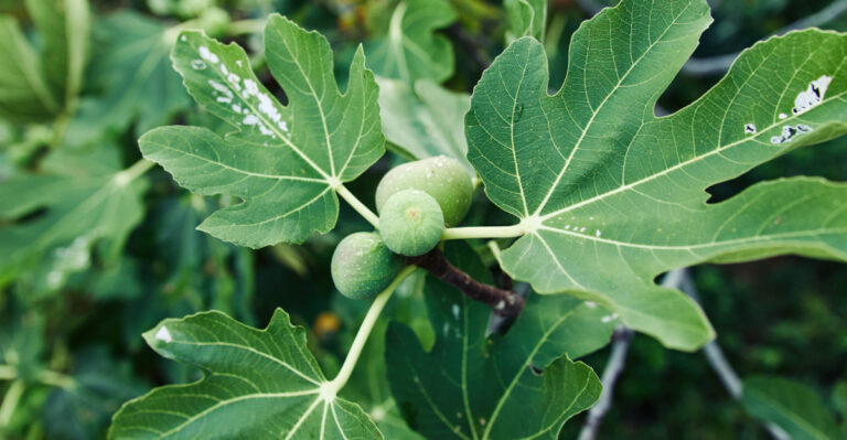 fruit tree (featured image)