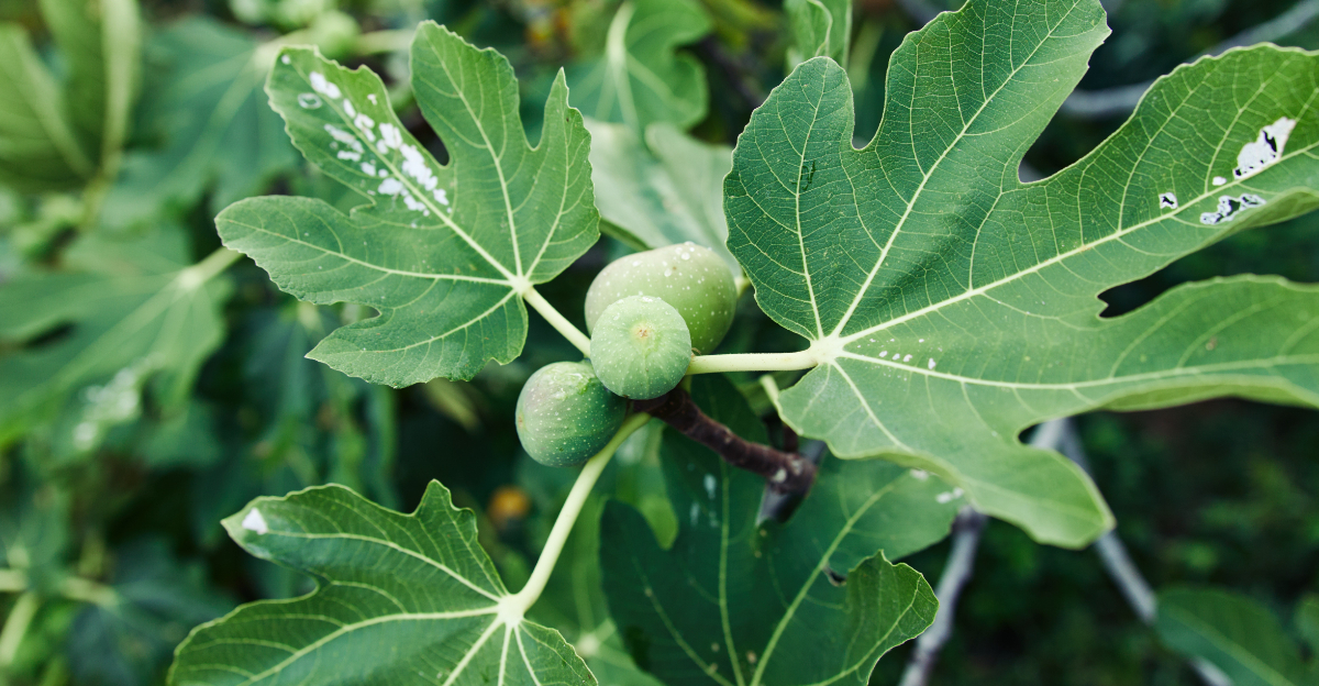 fruit tree (featured image)