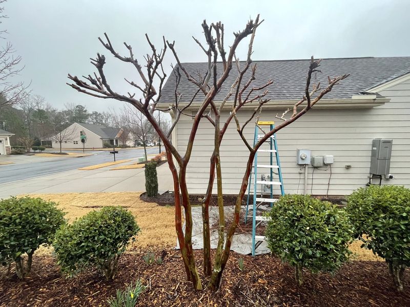 Crape Myrtle Responds Well To Light Spring Pruning