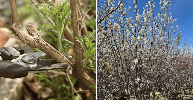 8 Trees That Should Be Pruned In Georgia This April