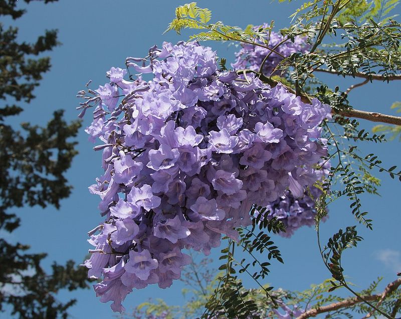 Jacaranda Fills Streets With Lavender Color In Spring