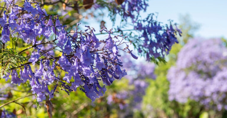 8 Trees That Turn Florida Cities Purple Every Spring