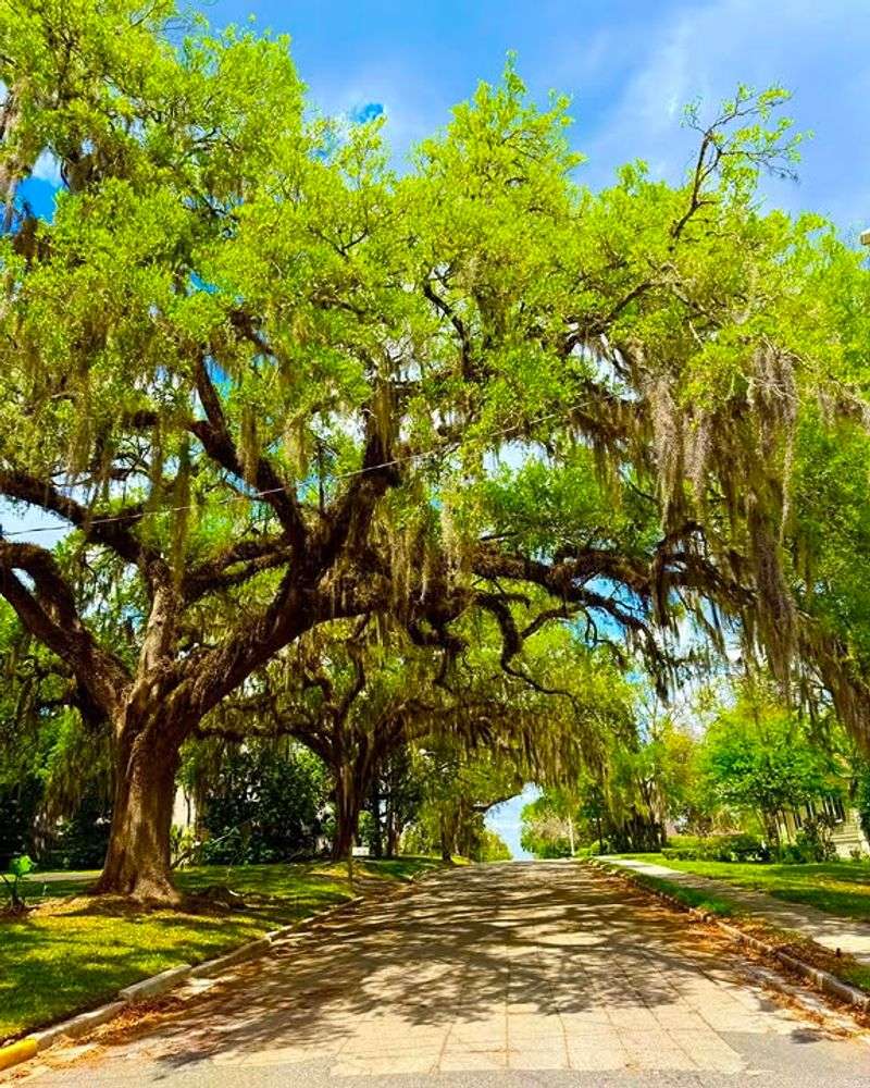 Live Oak Builds Long-Lasting Shade In Florida Yards