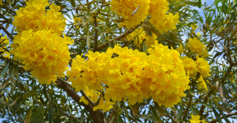 8 Trees To Plant In Florida This April For A Strong Start