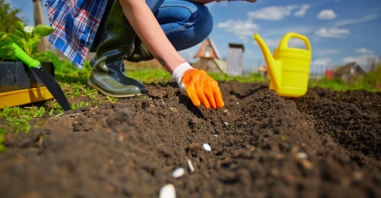 8 Vegetables To Sow From Seed Outdoors In April In Arizona
