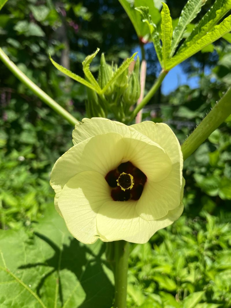 Okra Thrives In Heat And Produces All Summer