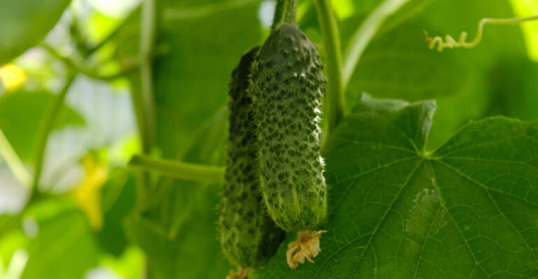 veggies (featured image)