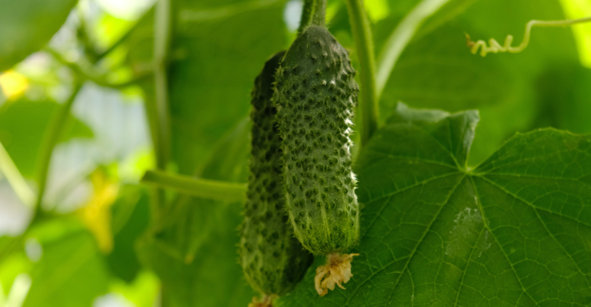 veggies (featured image)