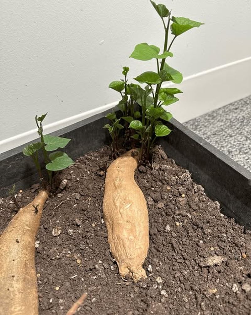 Sweet Potato Thrives In Warm Soil And Grows Fast