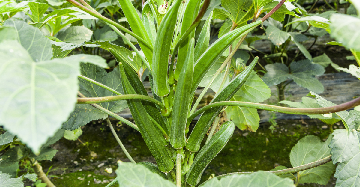 vegetables (featured image)