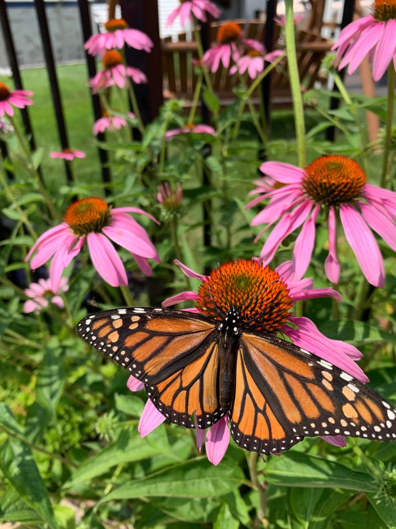 Plant Native Flowers That Attract Butterflies