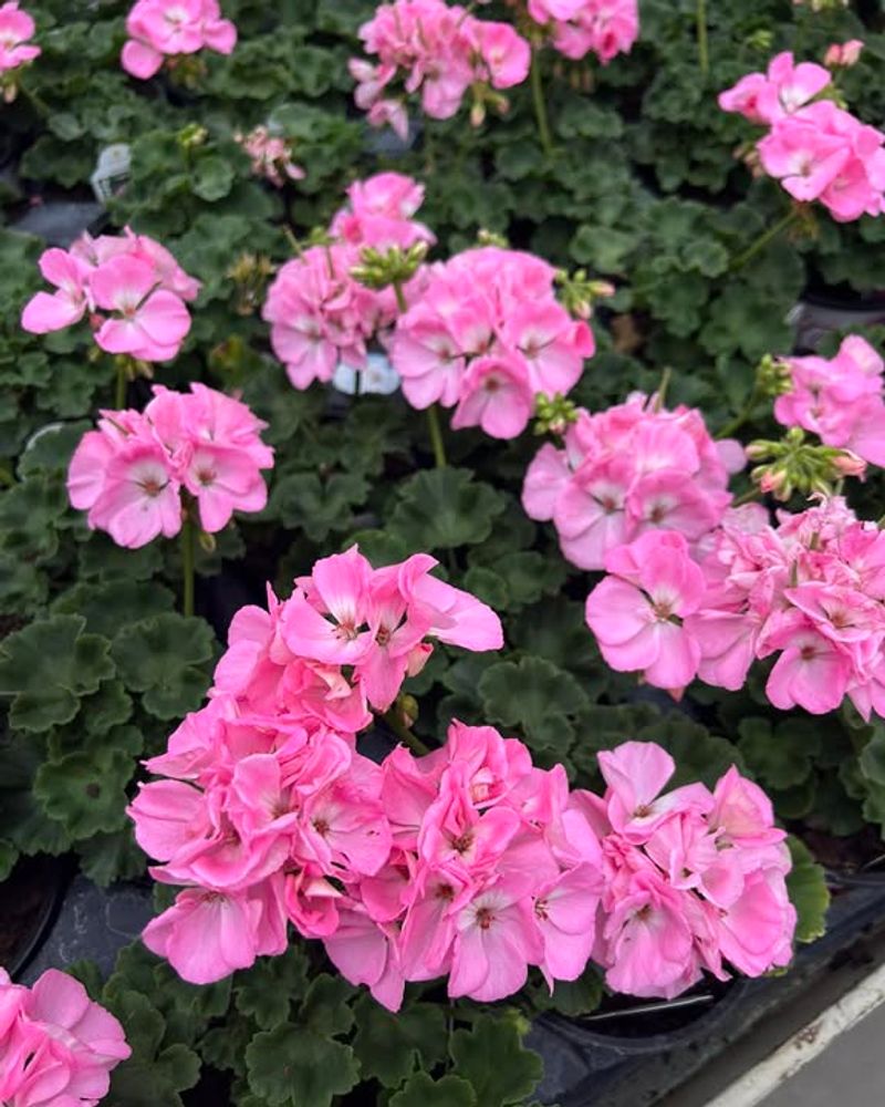 Geranium Stems Root Fast When Placed In Light Moist Soil