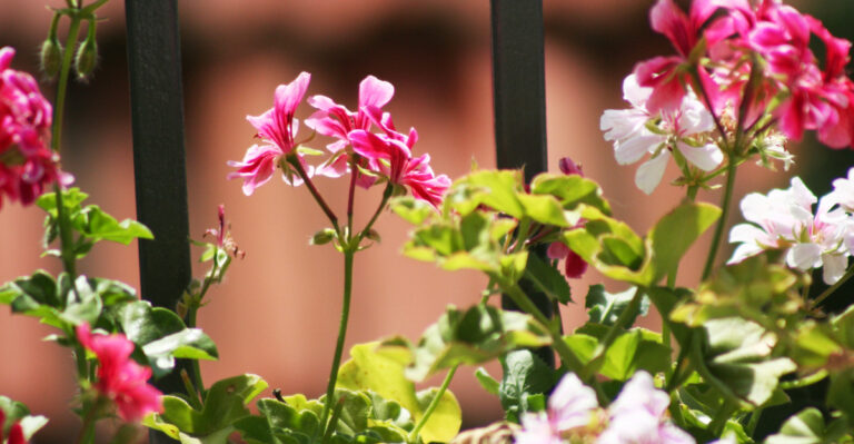 plants (featured image)