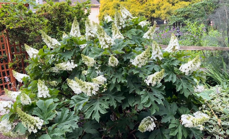 Oakleaf Hydrangea Brings Big Native Blooms
