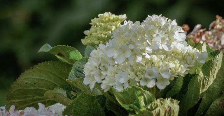 plant (featured image)