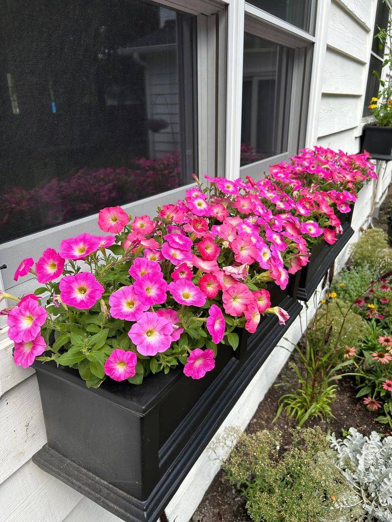 Petunia That Brightens The Whole Box