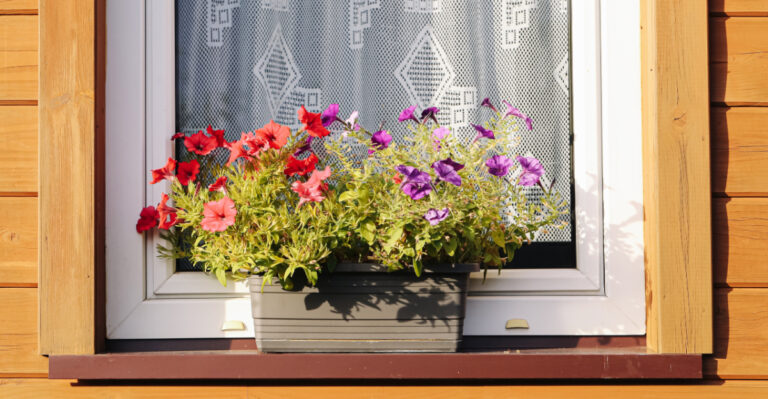 plant (featured image)